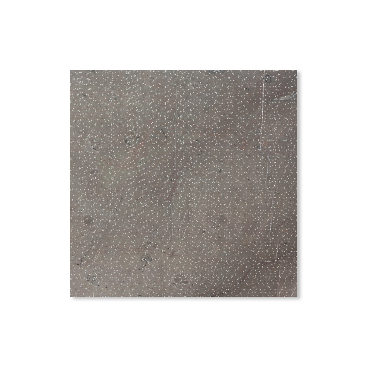 Sable Cisele shown in a square tile