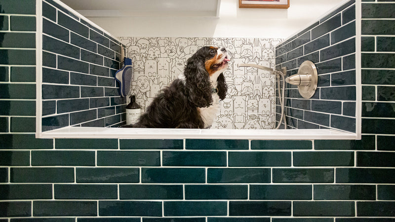 Pet shower stall with Wizard Ceramic Tile Mobile